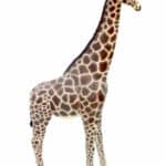 Location-decoration-evenementielle-girafe (1)