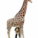 Location-decoration-evenementielle-girafe (2)