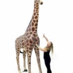 Location-decoration-evenementielle-girafe (3)