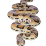 location-boa-constrictor-jungle-decoration-evenementielle-1