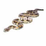 location-boa-constrictor-jungle-decoration-evenementielle-2