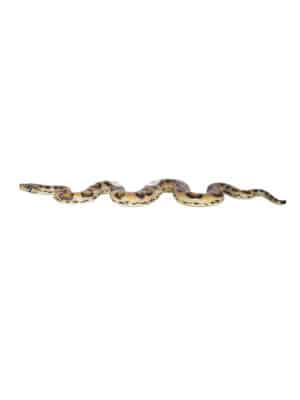 Boa Constrictor – Image 3