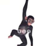 location-chimpanze-bebe-suspendu-jungle-decoration-evenementielle-1