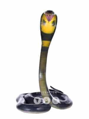 Cobra Royal – Image 2