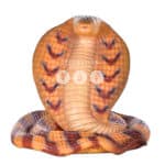 location-cobra-safari-decoration-evenementielle-1