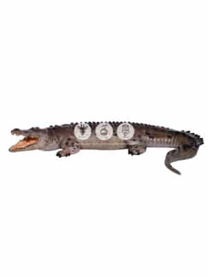 Crocodile Gueule Ouverte – Image 3