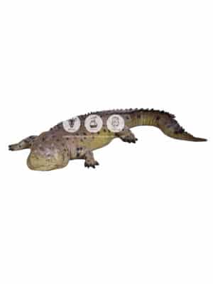 Crocodile Gueule Fermée – Image 2