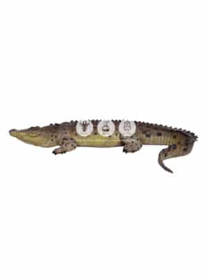 Crocodile Gueule Fermée – Image 3