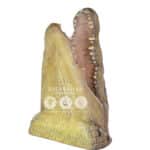 location-crocodile-trophee-safari-decoration-evenementielle-1