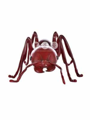 Fourmi Rouge Géante – Image 2