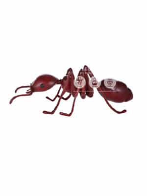 Fourmi Rouge Géante – Image 3