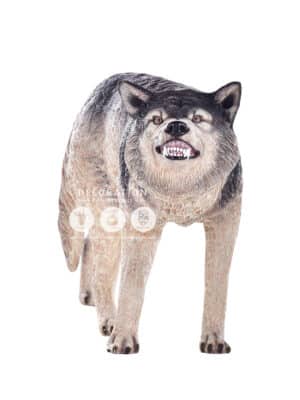Loup – Image 2