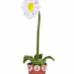 location-paquerette-fleurs-decoration-evenementielle-2