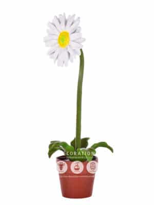 Pâquerette – Image 2