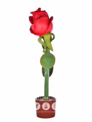 Rose Géante – Image 2