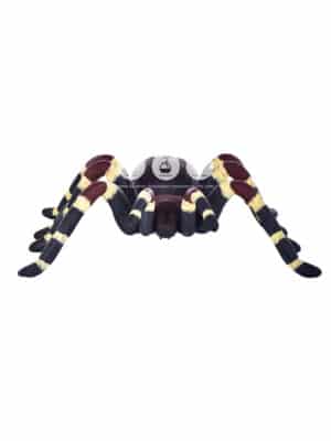 Araignée – Image 3