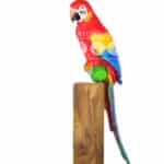 location-perroquet-rouge-tronc-safari-decoration-evenementielle-2