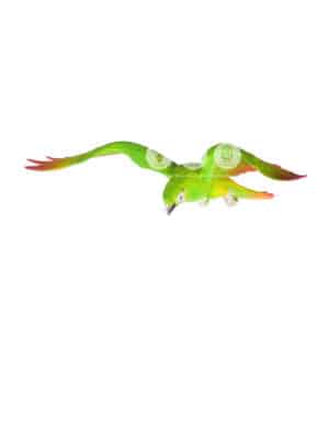 Perroquet Vert en Vol – Image 2