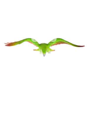 Perroquet Vert en Vol – Image 3