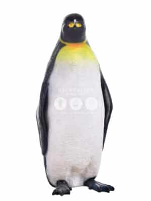 Pingouin Roi – Image 2