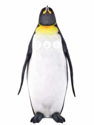 Pingouin Roi Géant – Image 2