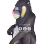 location-singe-mandrill-savane-decoration-evenementielle-2