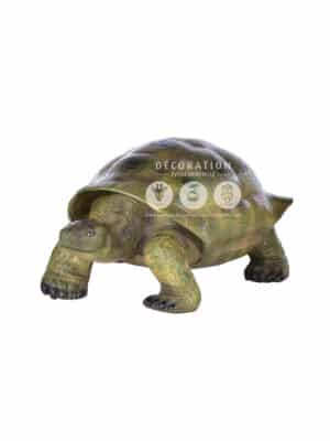 Tortue – Image 2