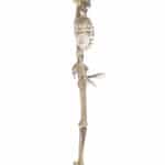 location-squelette-halloween-decoration-evenementielle-3