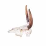 location-crane-taureau-indien-decoration-evenementielle-3