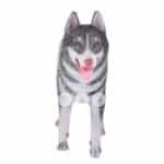 location-husky-siberien-banquise-decoration-evenementielle-2