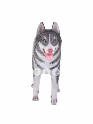Husky Sibérien – Image 2
