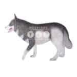 location-husky-siberien-banquise-decoration-evenementielle-3